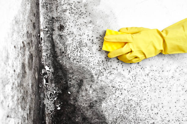 Best Mold Remediation for Healthcare Facilities  in Milbank, SD