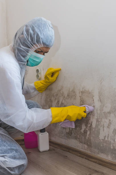 Best Basement Mold Removal  in Milbank, SD