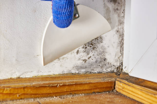 Best Black Mold Removal  in Milbank, SD
